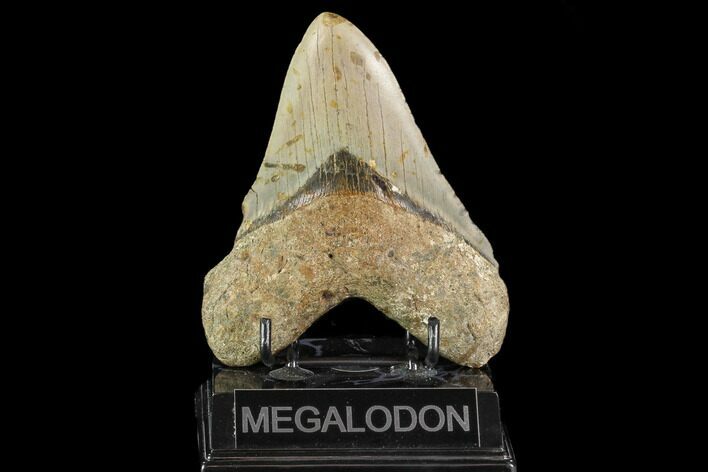 Large, Fossil Megalodon Tooth - North Carolina #109724